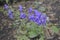 Aconitum carmichaelii with beautiful blue flowers