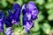 Aconitum, commonly known as aconite, monasticism, wolf wolf, leopard curse, mouse, female curse, devil`s helmet, queen of poisons