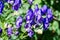 Aconitum, commonly known as aconite, monasticism, wolf wolf, leopard curse, mouse, female curse, devil`s helmet, queen of poisons