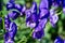 Aconitum, commonly known as aconite, monasticism, wolf wolf, leopard curse, mouse, female curse, devil`s helmet, queen of poisons