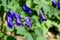 Aconitum, commonly known as aconite, monasticism, wolf wolf, leopard curse, mouse, female curse, devil`s helmet, queen of poisons