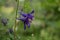 Aconitum, commonly known as aconite, monasticism, wolf wolf. Violet flower
