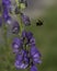 Aconitum Flowers and Bumblebee