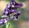 Aconitum laeve, Grape-Leaved Monkshood, perennial herb of Himalayas