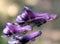 Aconitum laeve, Grape-Leaved Monkshood, perennial herb of Himalayas