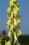 Aconitum lycoctonum in blossom