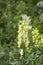 Aconitum lycoctonum close up