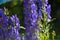 Aconitum napellus, also known as Monkshood