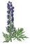 Aconitum Napellus antique botanical engraving