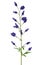 Aconitum napellus flower