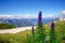 Aconitum napellus flowers against mountains