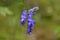 Aconitum napellus monk`s-hood  in autumn in alps