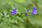 Aconitum napellus monk`s-hood  in autumn in alps