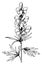 Aconitum Napellus vintage illustration