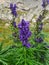 Aconitum napellus or wolfsbane