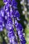 Aconitum `Newry Blue`