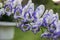 Aconitum paniculigerum, Aconitum cammarum, aconite, monkshood, wolfs bane, leopards bane, mousebane, womens bane, devils helmet,