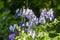 Aconitum paniculigerum cammarum blue flowers aconite in bloom, monkshood wolfs leopards bane mousebane flowering devils helmet