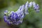 Aconitum paniculigerum white blue flowers in bloom, high flowering plant