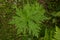 Aconitum septentrionale with rain droplets on a natural green blurred background