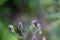 Aconitum variegatum flower growing in forest, close up