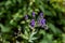 Aconitum variegatum flower growing in forest, close up