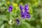 Aconitum variegatum flower growing in forest, close up