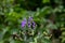 Aconitum variegatum flower growing in forest, close up