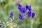 Acontium or Wolfsbane or Monks Hood Aconitum napellus growing wild in the Natural Park of Paneveggio Pale di San Martino in