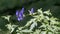 Acontium or Wolfsbane or Monks Hood Aconitum napellus growing wild in the Natural Park of Paneveggio Pale di San Martino in