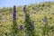 Acontium or Wolfsbane or Monks Hood growing wild in the Dolomites