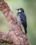 Acord woodpecker melanerpes formicivorus hiding food inside the trunk of a tree