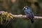 Acord woodpecker melanerpes formicivorus perched on a tree branch and a bromeliad in search of food