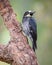 Acord woodpecker melanerpes formicivorus perched on a tree looking to the right