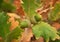 Acorn on the autumn branch