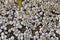 Acorn barnacles colony closeup on the seashore