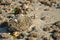 Acorn barnacles on a large stone from close