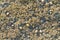 Acorn barnacles, (Semibalanus balanoides) covering a rock.
