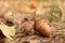 An acorn closeup in a brown forest in autumn