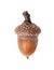 acorn closeup isolated on a white background