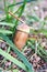 Acorn in a cup-shaped cupule on the grass macro view