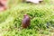 Acorn early sprout on layer of moss