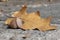 Acorn and Fallen Leaf in James Gardens, Toronto