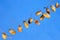 Acorn is the fruit of the mighty oak against the blue sky, the beech family.