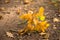 Acorn leaves in autumn