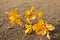 Acorn leaves in autumn