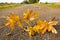 Acorn leaves in autumn