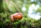 Acorn on moss in the forest