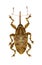 Acorn Nut Weevil on white Background