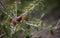 Acorn nut in young cork oak tree etail close up